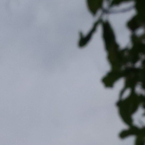 911柚子猫盛世容颜小僵尸
